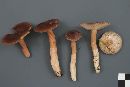 Lactarius hibbardae image