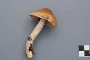 Cortinarius stillatitius image