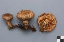 Paxillus involutus image