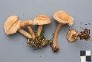 Lactarius uvidus image