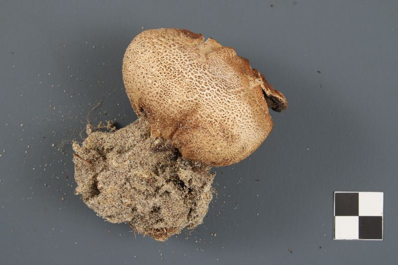 Scleroderma septentrionale image