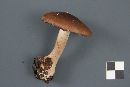 Cortinarius scaurus image