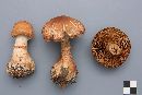 Cortinarius armillatus image