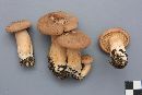 Lactarius helvus image