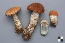 Leccinum vulpinum image