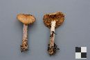 Cortinarius collinitus image