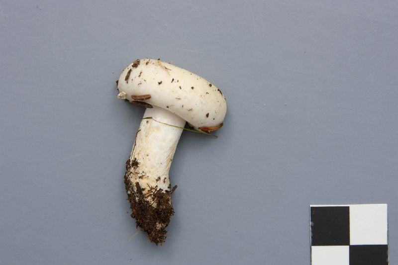Lactarius leonis image