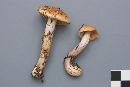 Cortinarius collinitus image