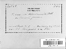 Taphrina deformans image