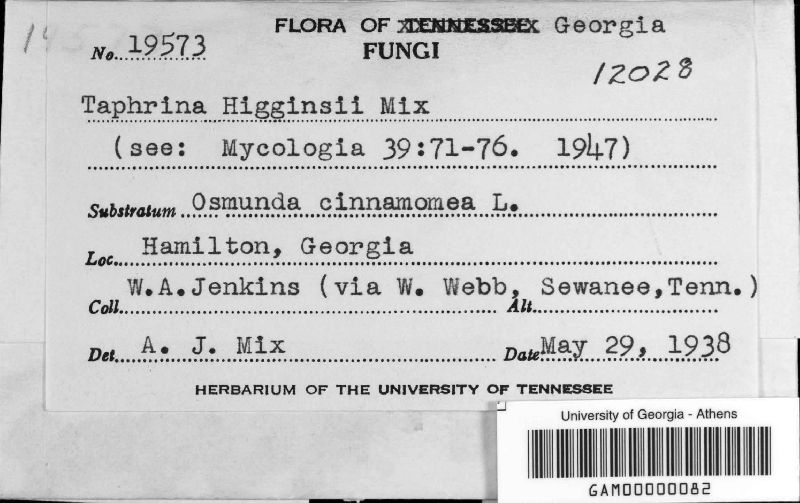 Taphrina higginsii image