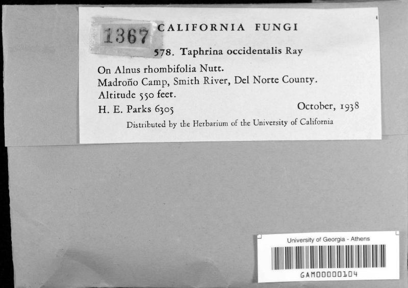 Taphrina occidentalis image