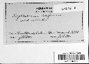 Rhytidhysteron rufulum image