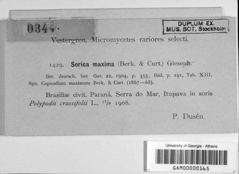 Sorica maxima image