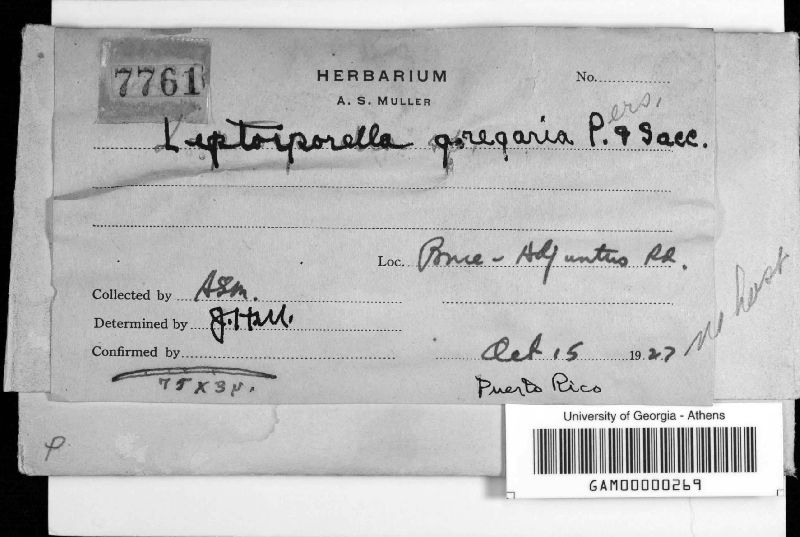 Leptosporella image