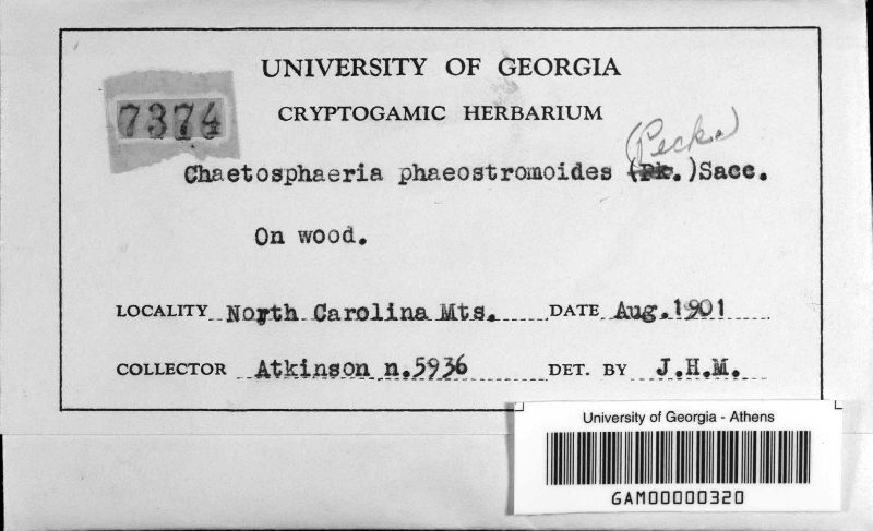 Chaetosphaerella phaeostroma image
