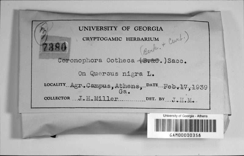 Pleurostoma ootheca image