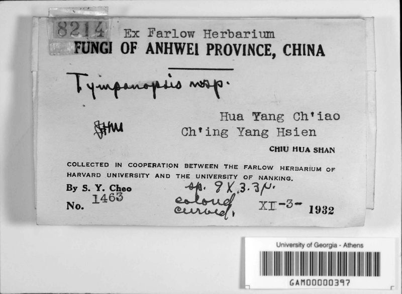 Tympanopsis image