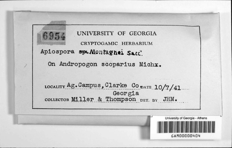 Apiospora montagnei image