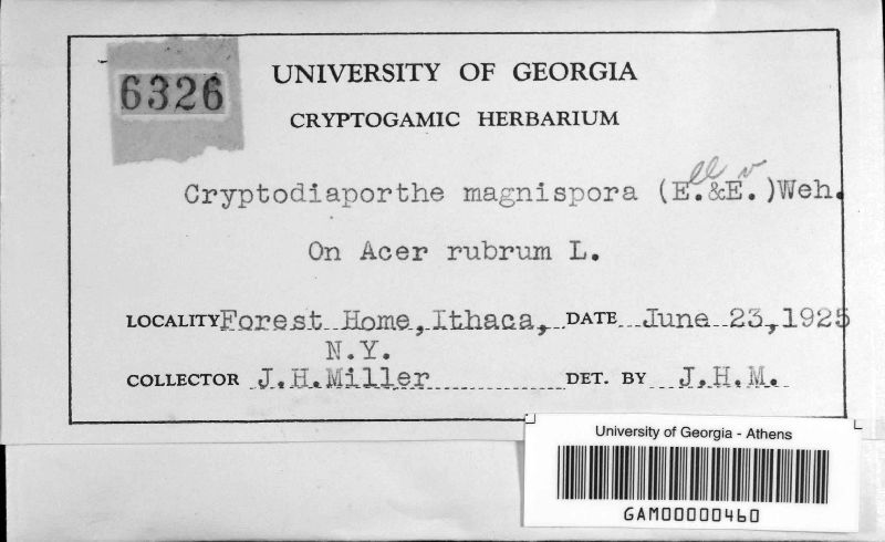 Cryptodiaporthe magnispora image