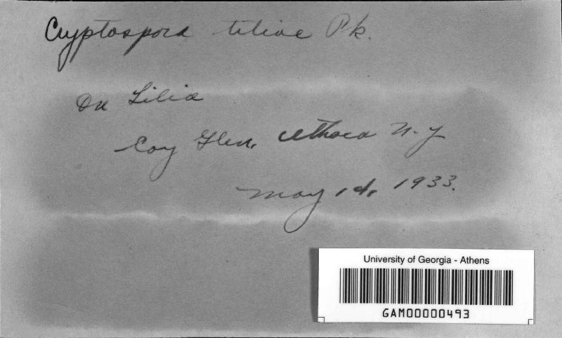Cryptospora tiliae image