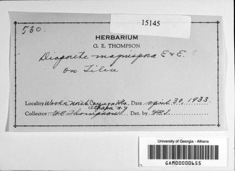 Diaporthe magnispora image