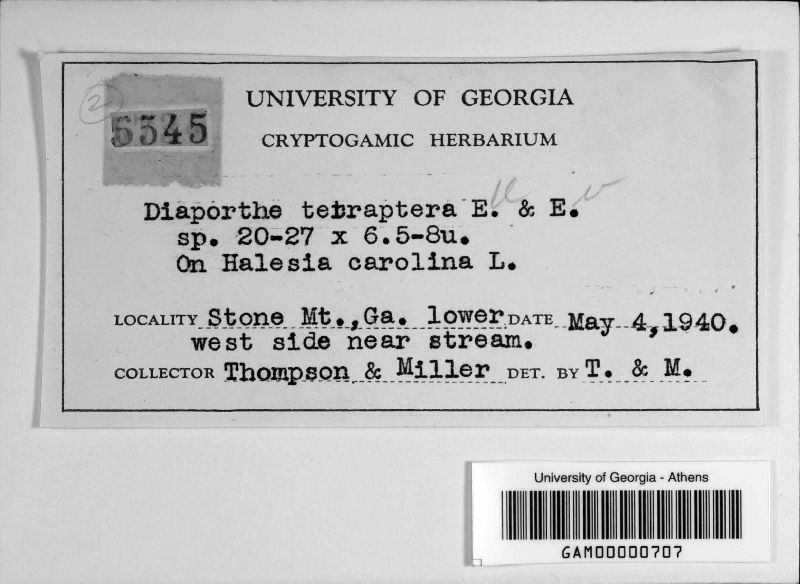 Diaporthe tetraptera image