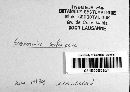 Gnomonia setacea image