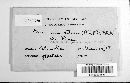 Gnomonia setacea image