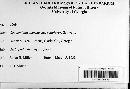 Gnomoniella amoena var. petiolorum image
