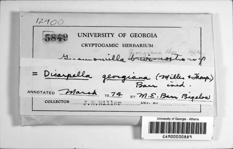 Wuestneiopsis georgiana image