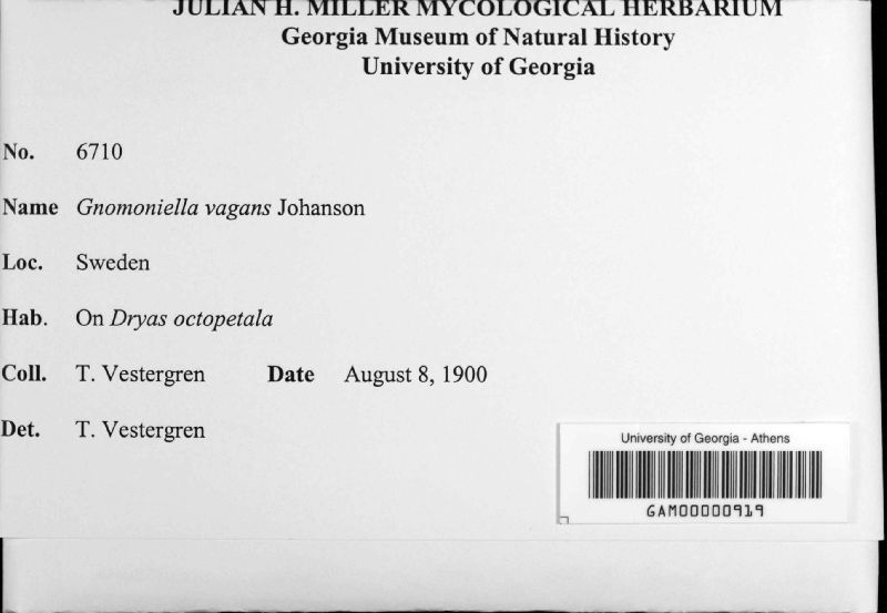Gnomoniella vagans image