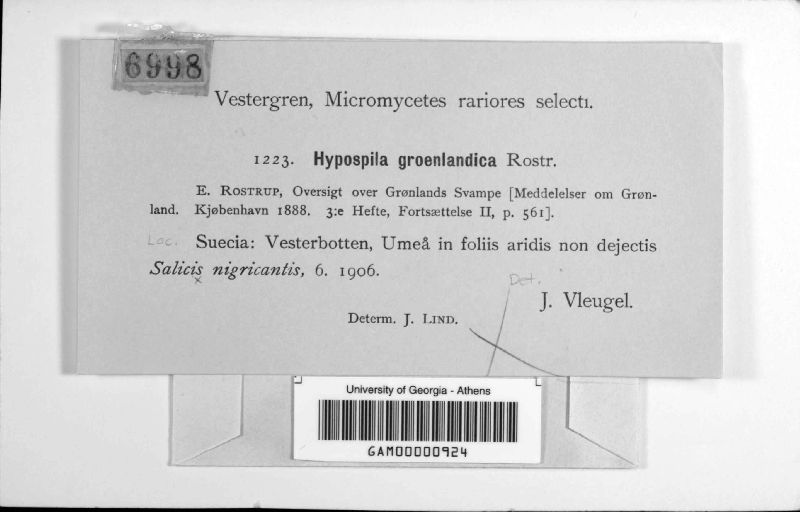 Hypospila groenlandica image