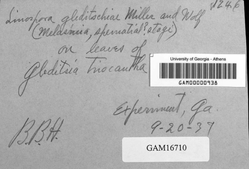 Linospora gleditschiae image