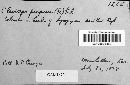 Claviceps purpurea image