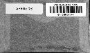 Claviceps purpurea image