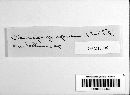 Claviceps purpurea image