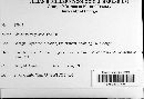 Claviceps purpurea image