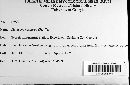 Claviceps purpurea image
