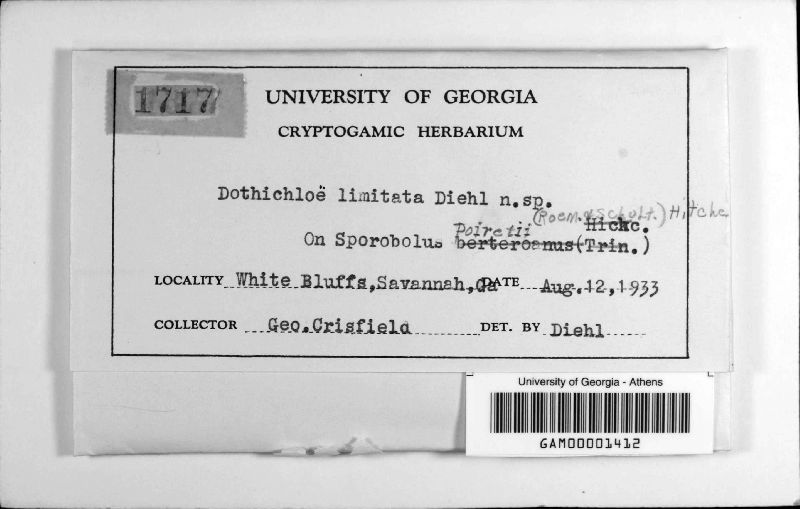 Dothichloë limitata image
