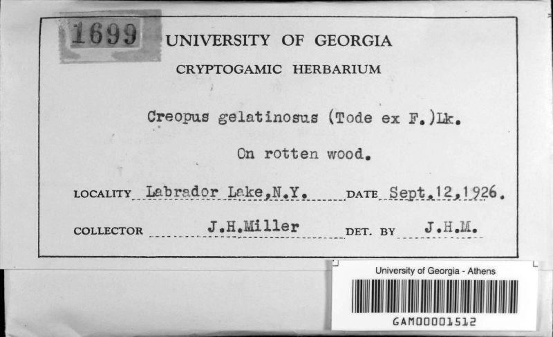 Hypocrea gelatinosa image
