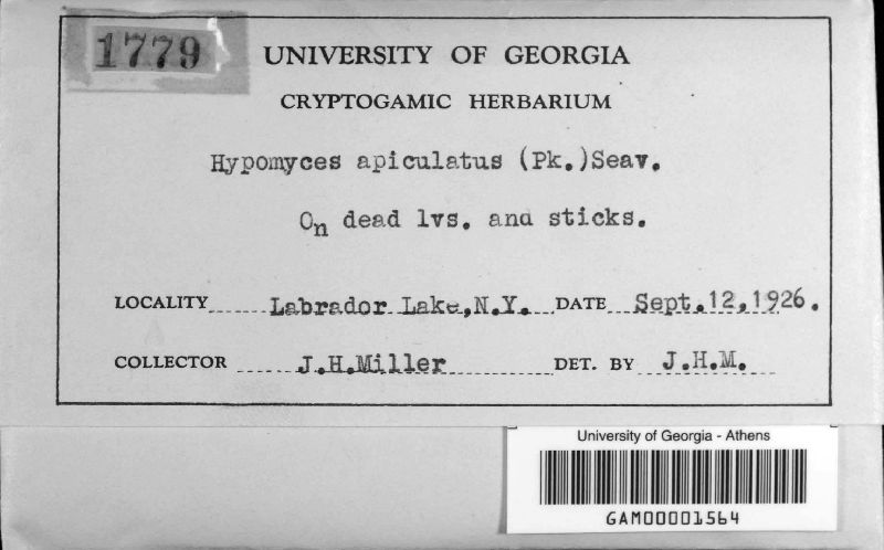 Hypomyces apiculatus image