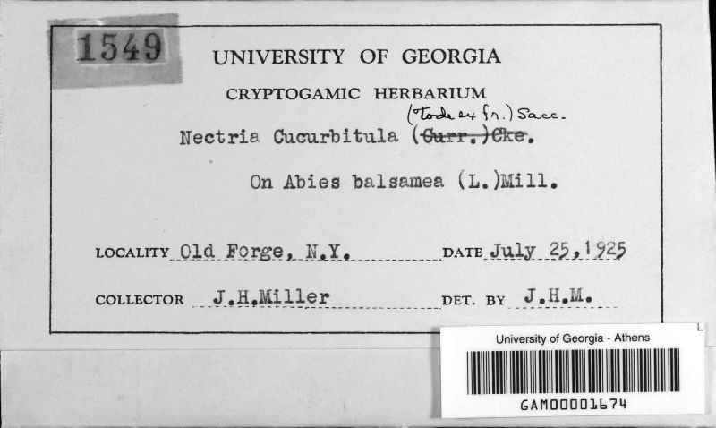 Nectria cucurbitula image