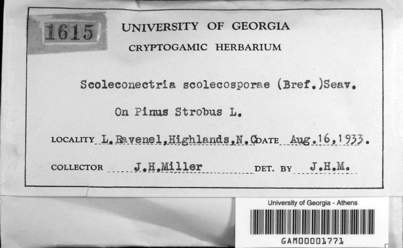Scoleconectria scolecospora image