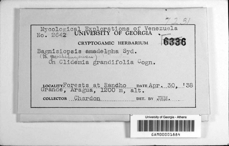 Coccodiella neurophila image