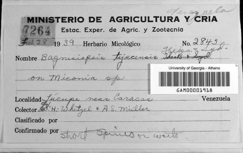 Coccodiella melastomatum image
