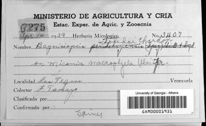 Coccodiella toledoi image