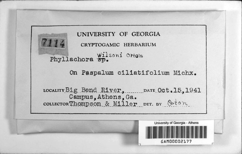 Phyllachora wilsonii image