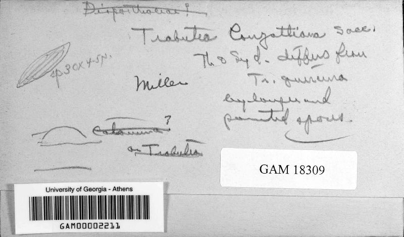 Trabutia conzattiana image