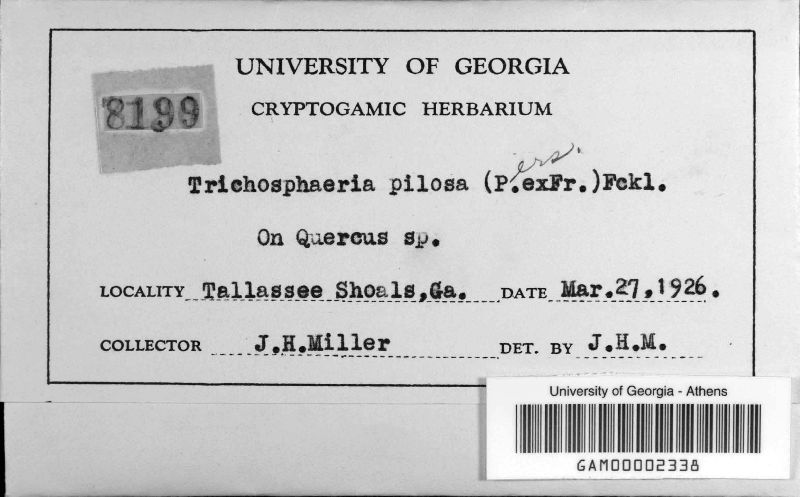 Trichosphaeria pilosa image