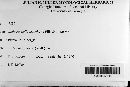 Anthostomella leucobasis image